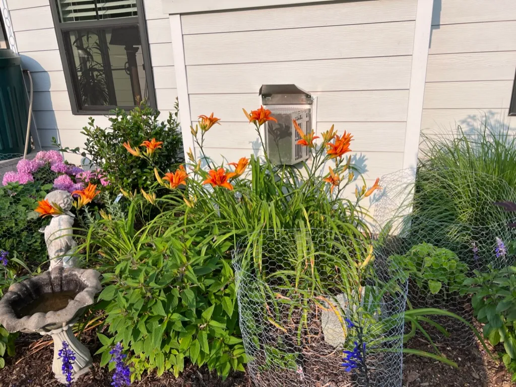 Hemerocallis fulva 'Kwanso' - Double orange daylily