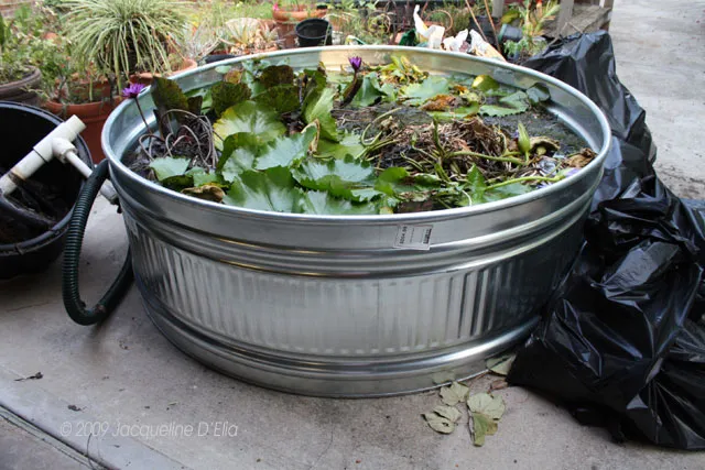 Temporary Storage for Water Lilies