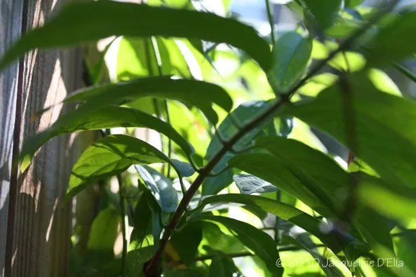 A close up of a leafy plant in a window.