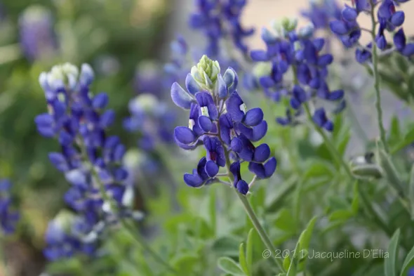 Bluebonnets in bloom in texas.