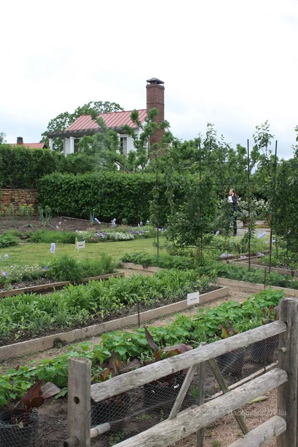 A wooden fence in a garden.