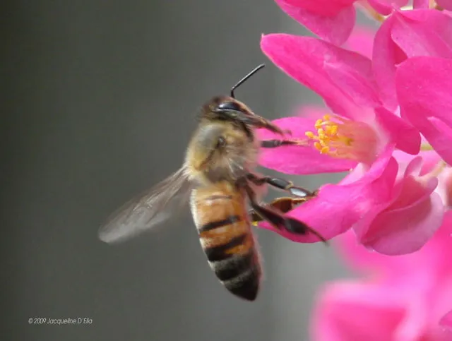 A bee is sitting on a pink flower.