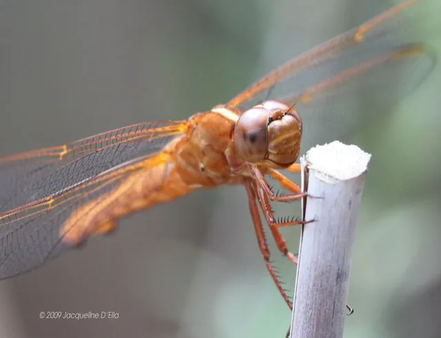 A dragonfly is perched on a stick.