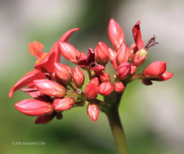 A close up of a red flower.