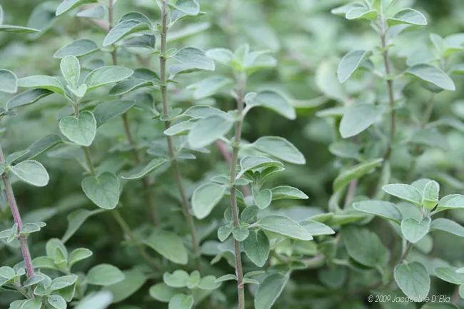 A close up of a thyme plant.