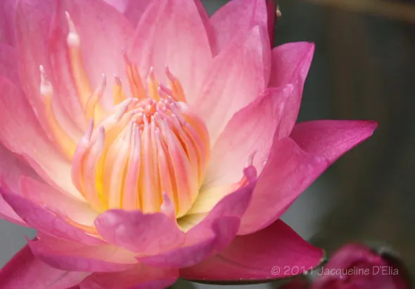 A pink water lily blooms in a pond.