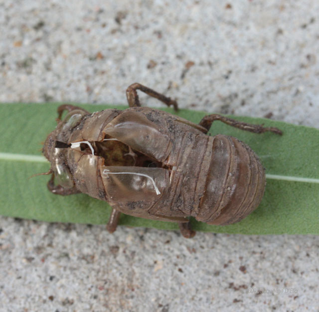 A brown bug on a leaf.