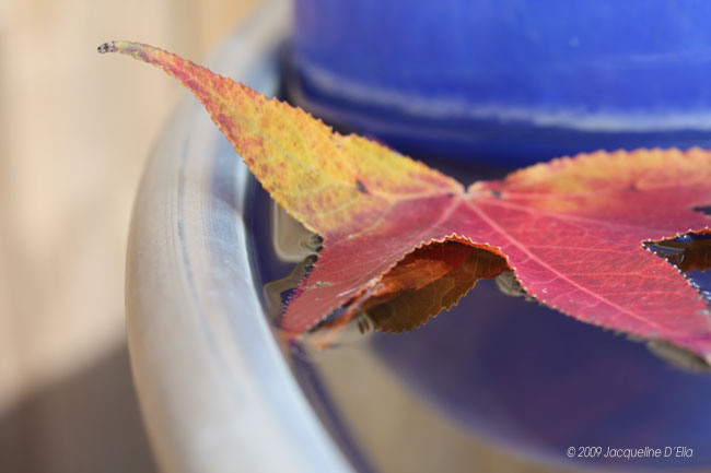 A red and yellow leaf is floating in a blue bowl.